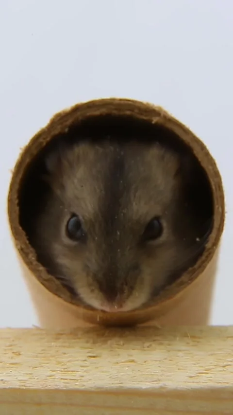 The curious muzzle of the Dzungarian hamster looks out of the hole, fearful pet Видео 242473178
