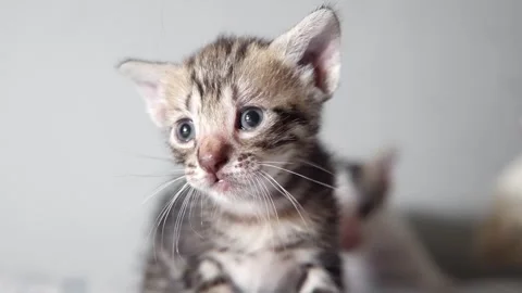 Curious newborn kitten exploring its surroundings in soft light Stock Footage 328607448