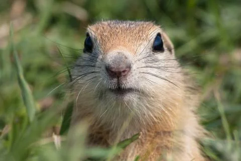 Curious Nose Stock Photos