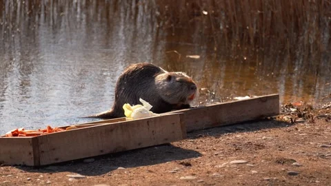 Curious nutria eating vegetables from a trough 스톡 동영상 335135140