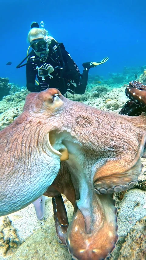 Curious Octopus Bumps Into Camera, mauri... | Stock Video | Pond5