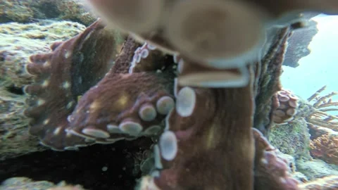 Curious Octopus Crawling Over Underwater Camera on Maldives Coral Reef Stock Footage 342471553