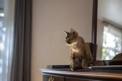 Curious old purebred cat Devon rex sitting on treillage, looking with interest. Stock-Fotos