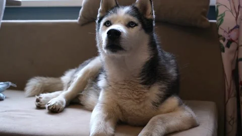 A curious older dog lying down. The owners best devoted friend and companion. A Stock Footage 318849828
