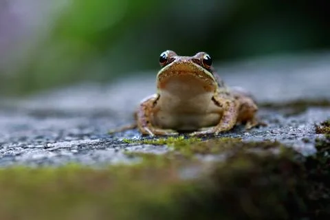 Curious Olive Frog Staring at the Camera. Stock-Fotos