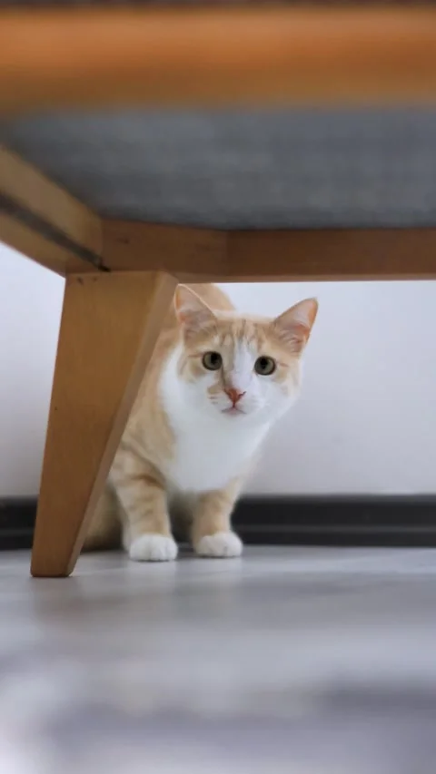 A curious orange and white cat peeking from behind a sofa in a modern indoo.. Stock Footage 277706606