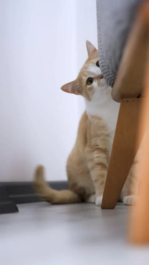 A curious orange and white cat peeking from behind a sofa in a modern indoo.. Stock Footage 277706625