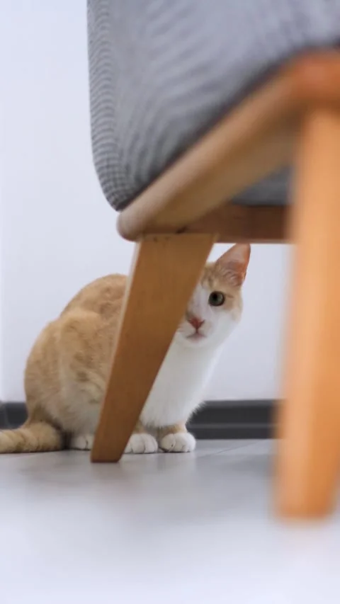 A curious orange and white cat peeking from behind a sofa in a modern indoo.. Stock Footage 277706649