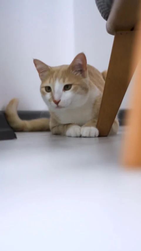 A curious orange and white cat peeking from behind a sofa in a modern indoo.. Stock Footage 277706653