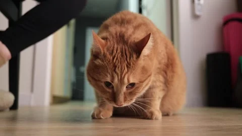 Curious orange cat cautiously explores the floor, sniffing intently at something Stock Footage 338433714