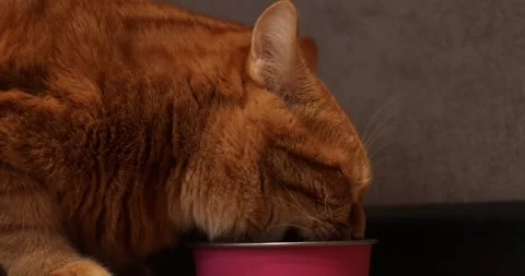 Curious orange cat enjoying a snack from a pink bowl Stock Footage 339065863