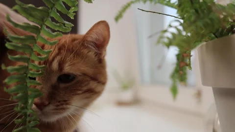 Curious orange cat peeks through lush green fern leaves indoors Stock Footage 338433542
