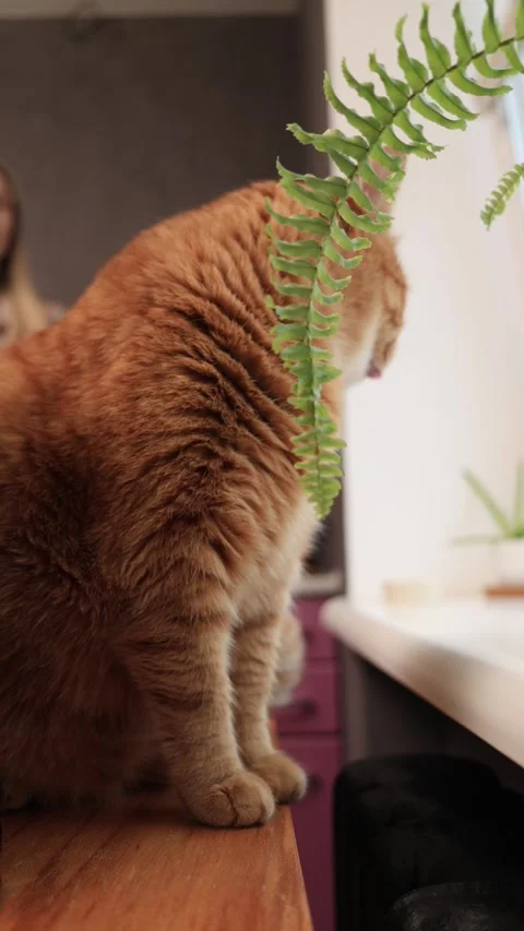 Curious orange cat sits by the window, looking out with a fern in foreground Stock Footage 338433539