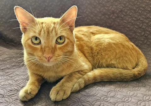 Curious orange cat in sofa Stock Photos