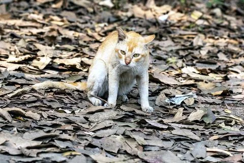 Curious Orange Cat Walking Through Autumn Leaves in a Quiet Outdoor Setting Stock Photos