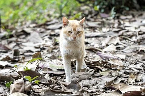 Curious Orange Cat Walking Through Autumn Leaves in a Quiet Outdoor Setting Stock Photos