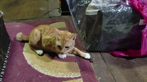 Curious Orange Cat Watching a Cockroach on the Floor Indoors Stock Footage 319435581