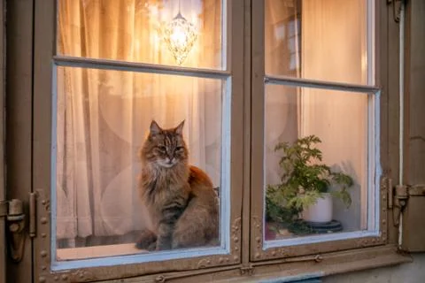 A curious orange cat on a window sill in Stockholm - 2 Stock Photos