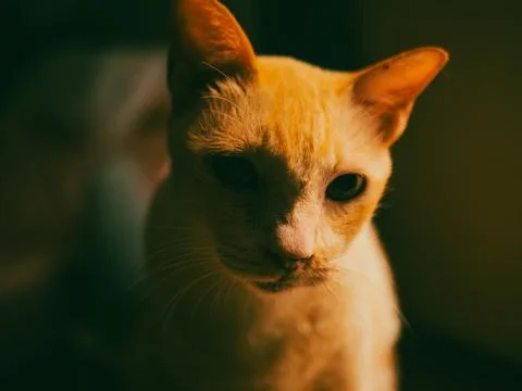 Curious Orange Kitten Face Close-Up with Soft Warm Light and Innocent Gaze Stock Photos