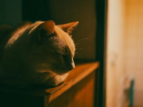 Curious Orange Kitten Face Close-Up with Soft Warm Light and Innocent Gaze Stock Photos
