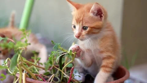 Curious orange kitten playing with a green plant 스톡 동영상 332686159