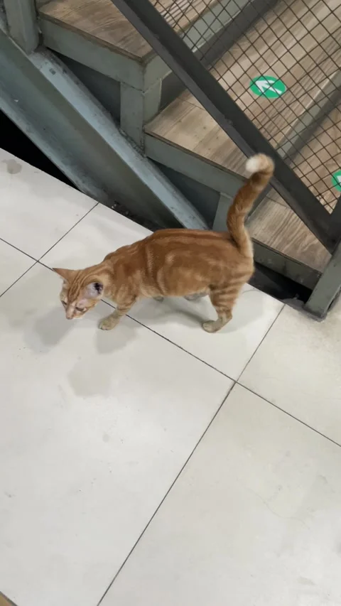 A curious orange tabby cat glances back while walking near a staircase indoors. Видео 334377260