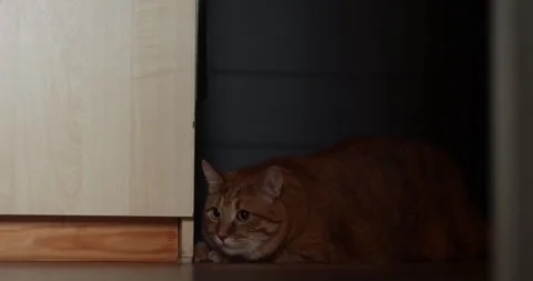 Curious orange tabby cat peeking from behind furniture with wide eyes Stock Footage 339067888