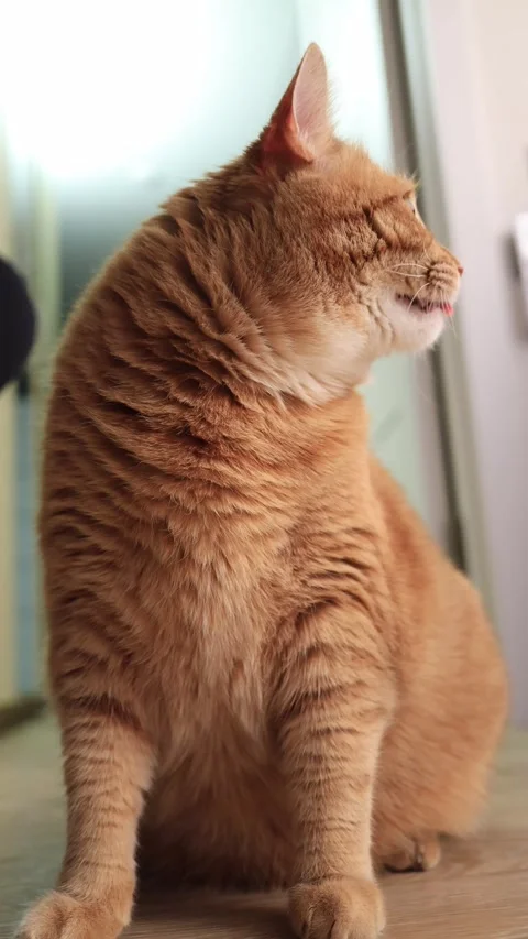 Curious orange tabby cat sitting indoors looking up and around attentively Stock Footage 338433742