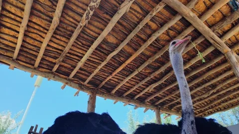 Curious ostrich approaching and pecking at the camera in Kashgar Stock Footage 342864325