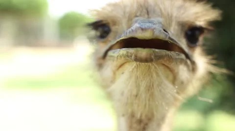 Curious Ostrich, head, close-up Stock Footage 49091640