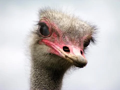 Curious Ostrich Stock Photos