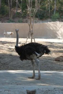 Curious ostrich Stock Photos