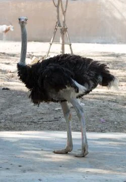 Curious ostrich Stock Photos