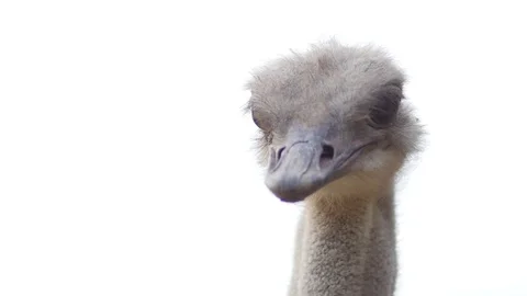 Curious ostrich portrait Stock Footage 123335151