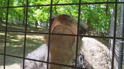 Curious Ostrich Reaching Toward Camera Through Enclosure Fence Stock Footage 342592484