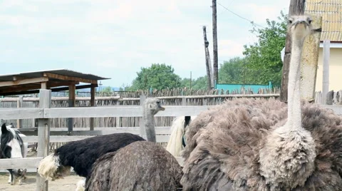 Curious ostrich walking the paddock Stock Footage 63496666