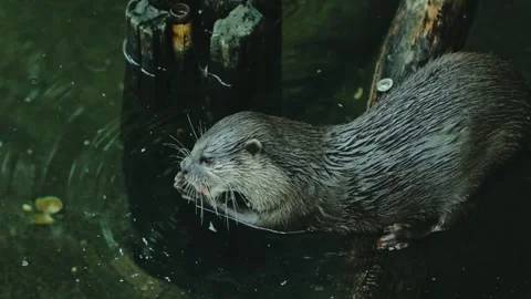Curious Otter Standing on Wet Logs Stockbeeldmateriaal 333596663