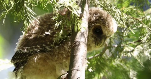 Curious owl chick in tree Stock Footage 155865388