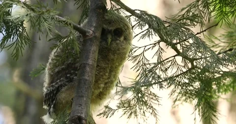 Curious owl chick in tree Stock Footage 155865418