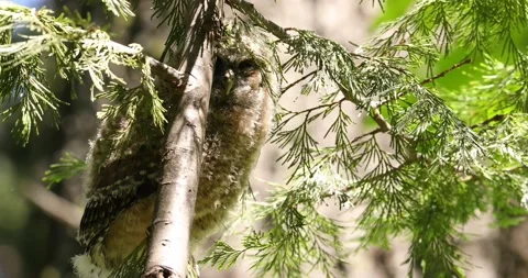 Curious owl chick in tree Stock Footage 155865419