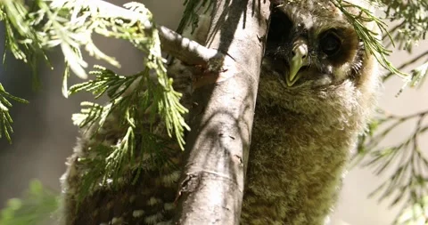 Curious owl chick in tree Stock Footage 155865423