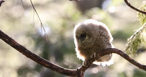 Curious owl chick in tree Stock Footage 157073704