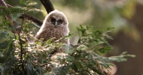 Curious owl chick in tree Stock Footage 157073936