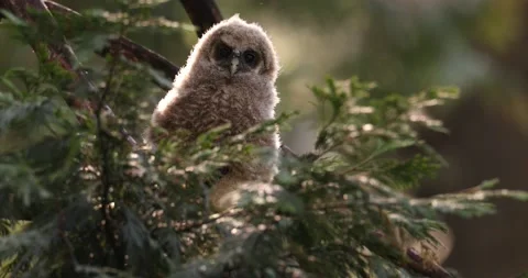 Curious owl chick in tree Stock Footage 157073967