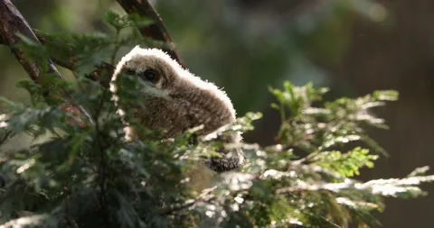 Curious owl chick in tree Stock Footage 157073970