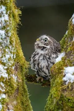 A curious owl hiding between two moss-covered tree trunks. Winter nature scene Stock Photos