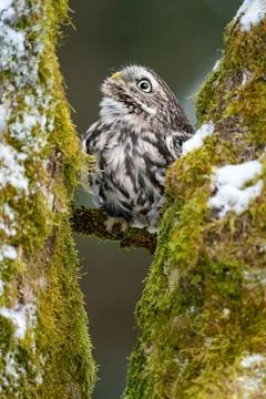 A curious owl hiding between two moss-covered tree trunks. Winter nature scene 库存照片