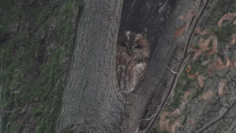 A curious owl looks out of a tree hollow, 4K Stock Footage 166702668