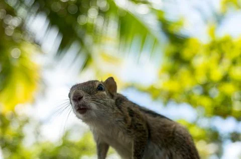 Curious palm squirrel looks in camera from the leaves Foto stock