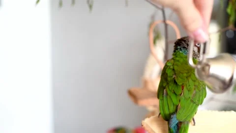 Curious parakeet playing with a small metal bell. Bell and bird sounds Stock Footage 130849301